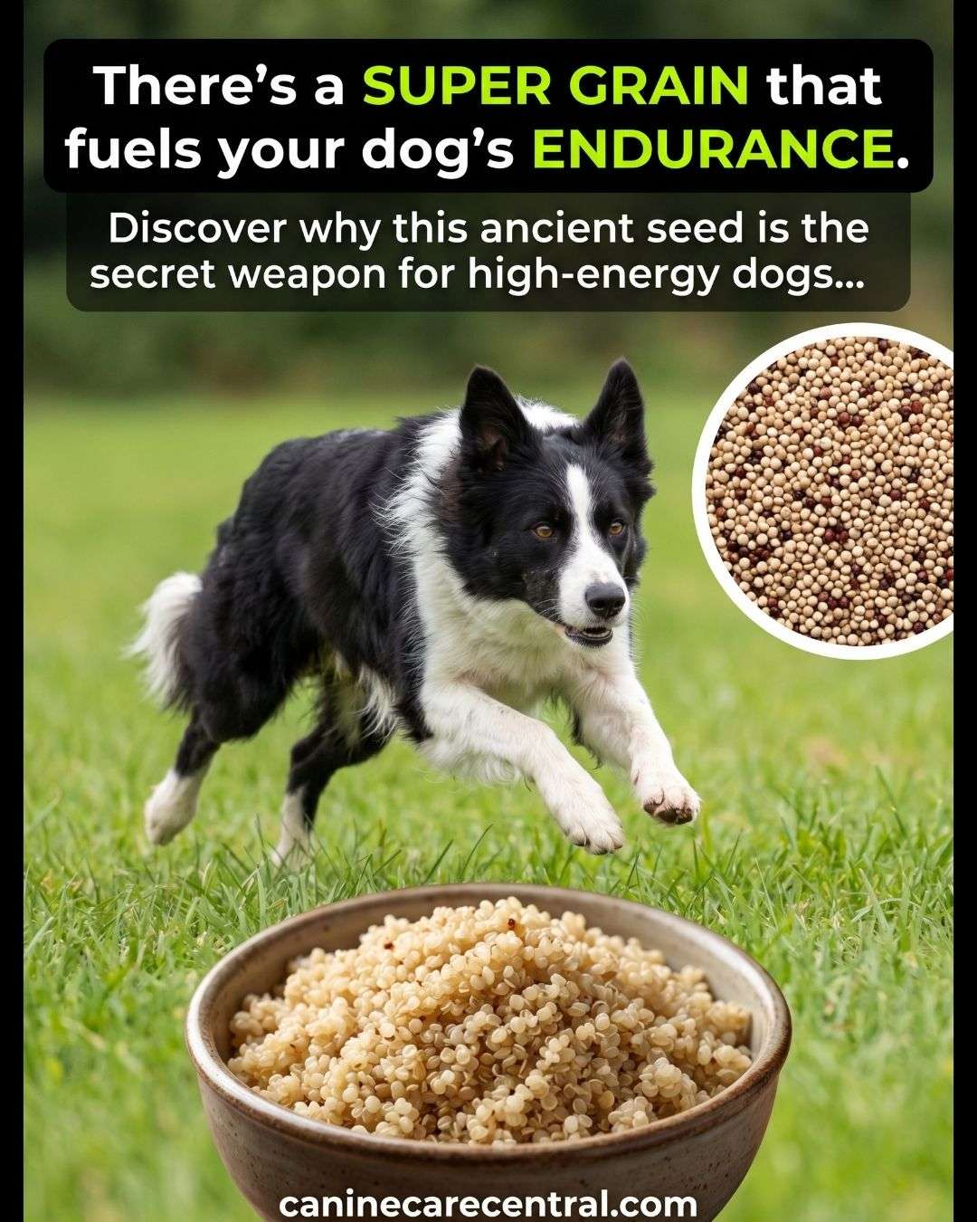 Quinoa for High-Energy Working Dogs: Nutrient Powerhouse and ...