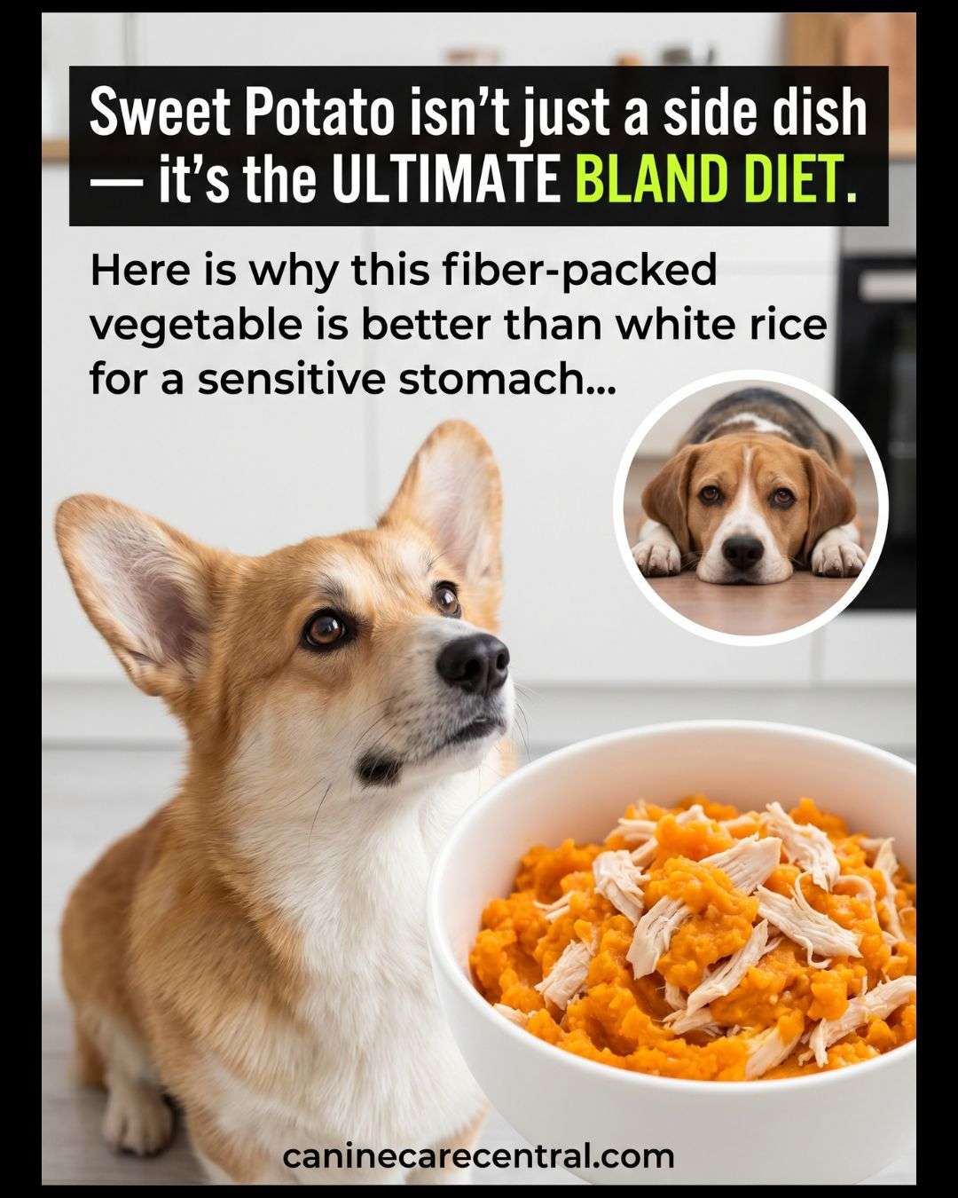 Sweet Potato for Dogs: The Better Bland Diet, Fiber Boost, and ...