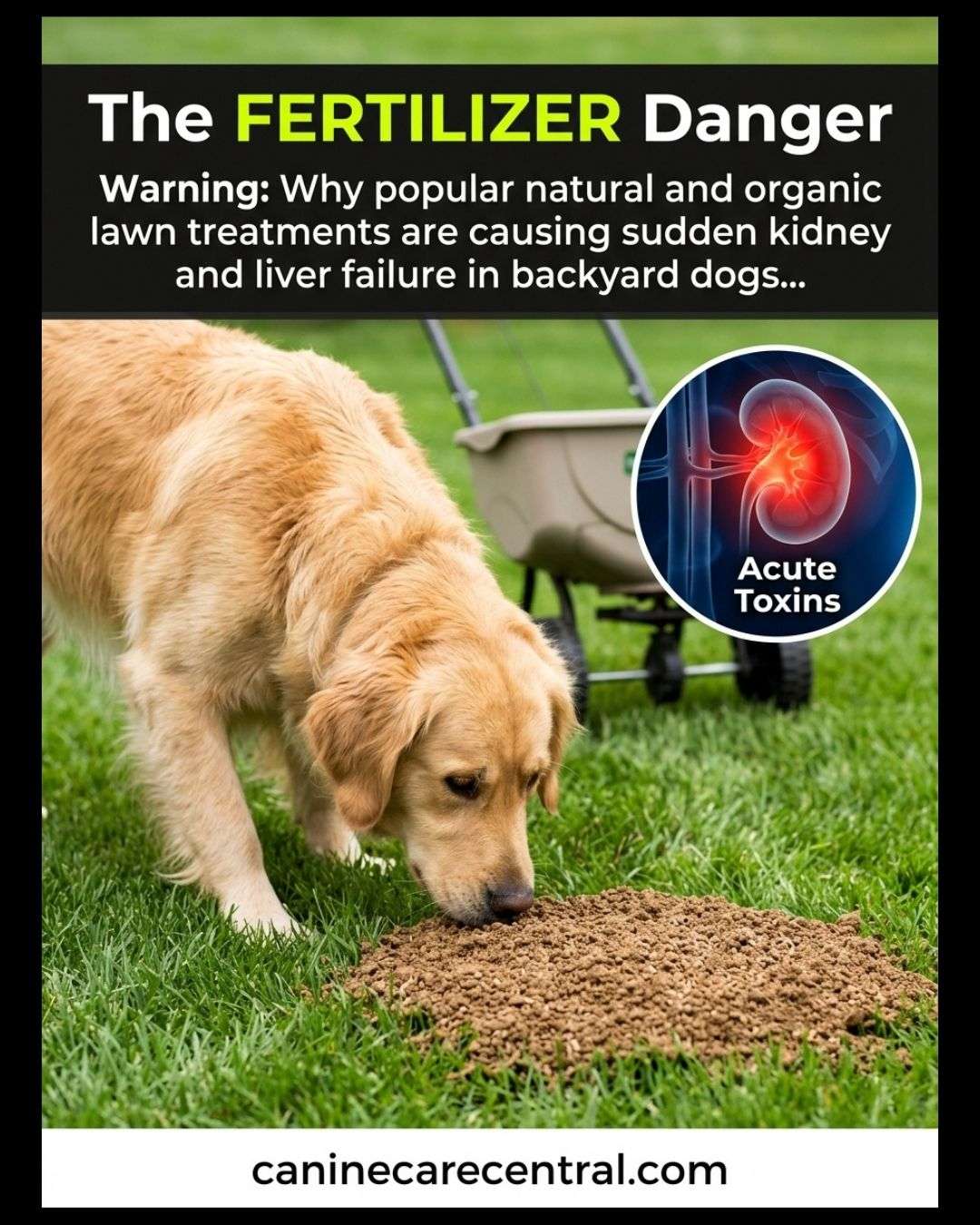 The Fertilizer Kidney Danger: The Natural Lawn Treatments That Can ...
