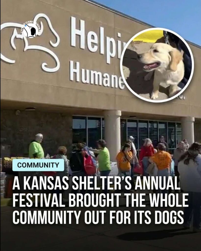 ccc pin template 45 i love all dogs 11 1