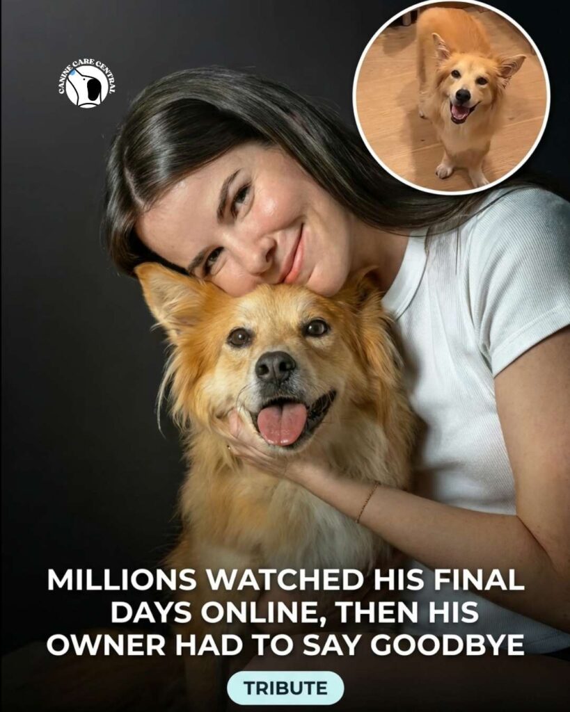ccc pin template 45 i love all dogs 12 1