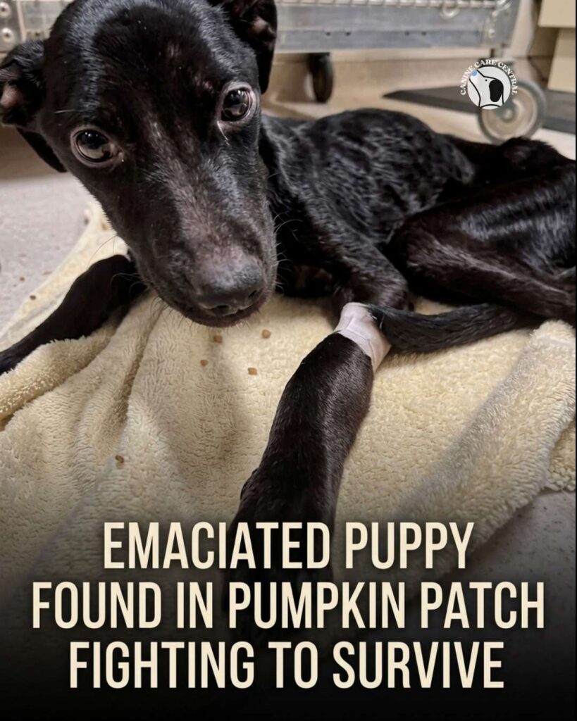 ccc pin template 45 i love all dogs 15 1 1