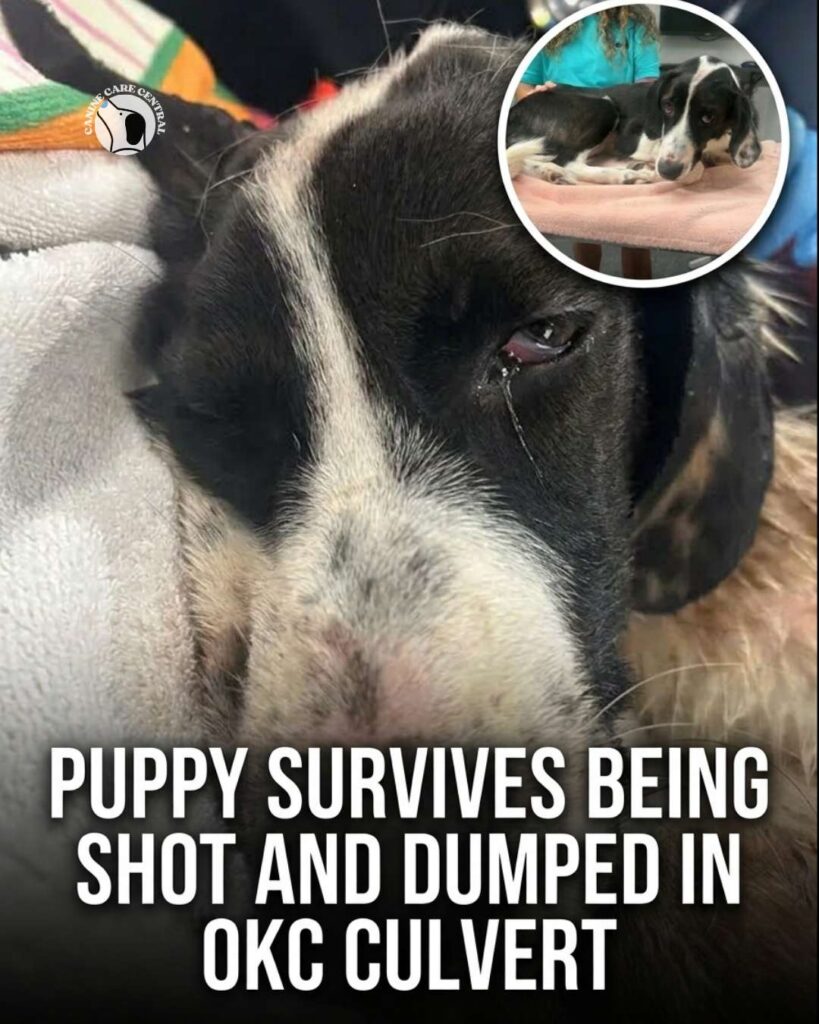 ccc pin template 45 i love all dogs 17 1