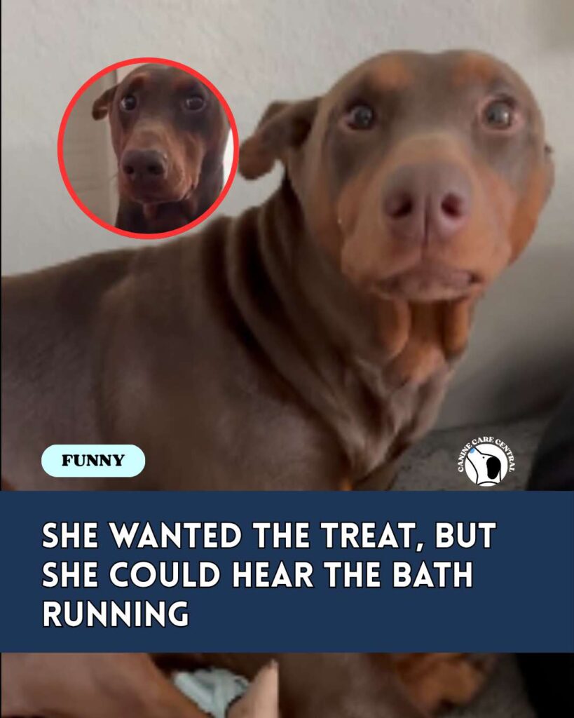ccc pin template 45 i love all dogs 2 1