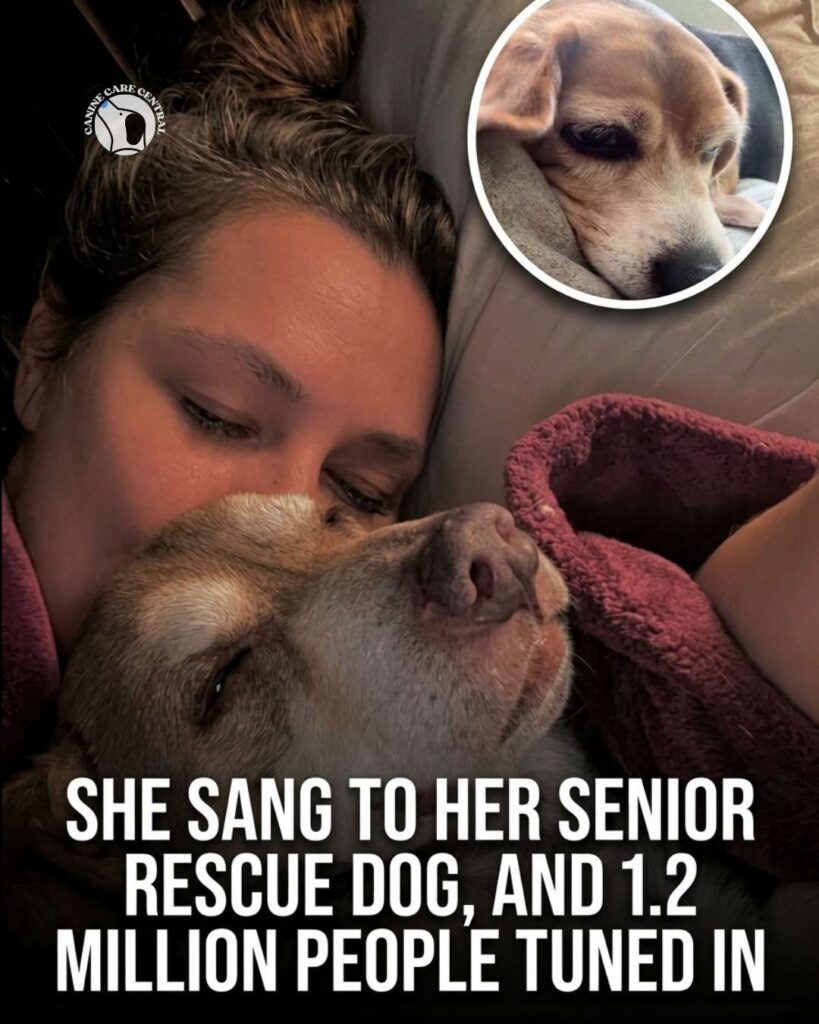 ccc pin template 45 i love all dogs 20 1