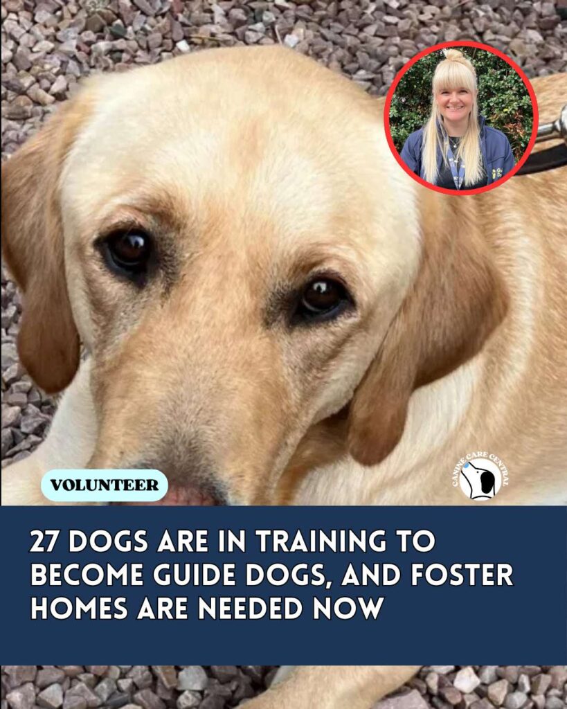 ccc pin template 45 i love all dogs 21 1