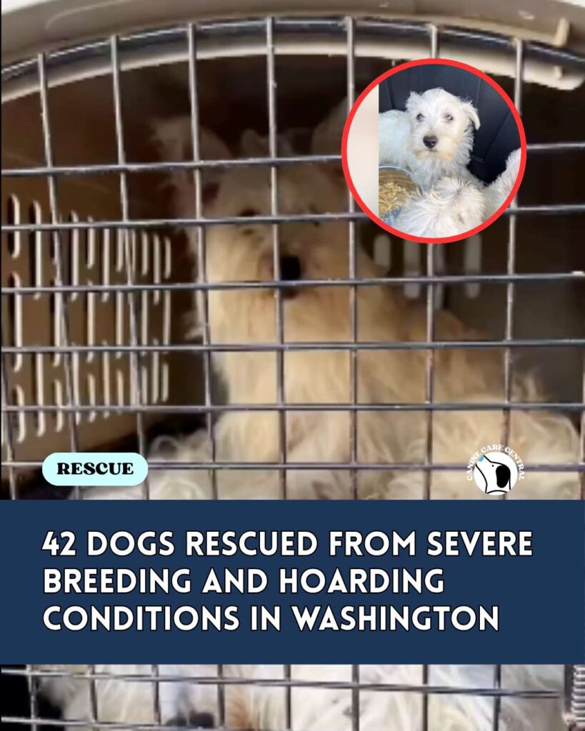 ccc pin template 45 i love all dogs 4 1