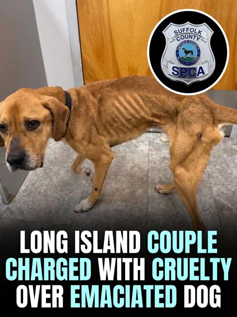 Couple charged with animal cruelty 20261015120817 1