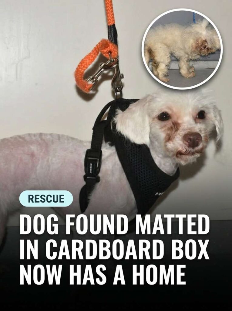 Dog found matted now adopted 20261006192514 1