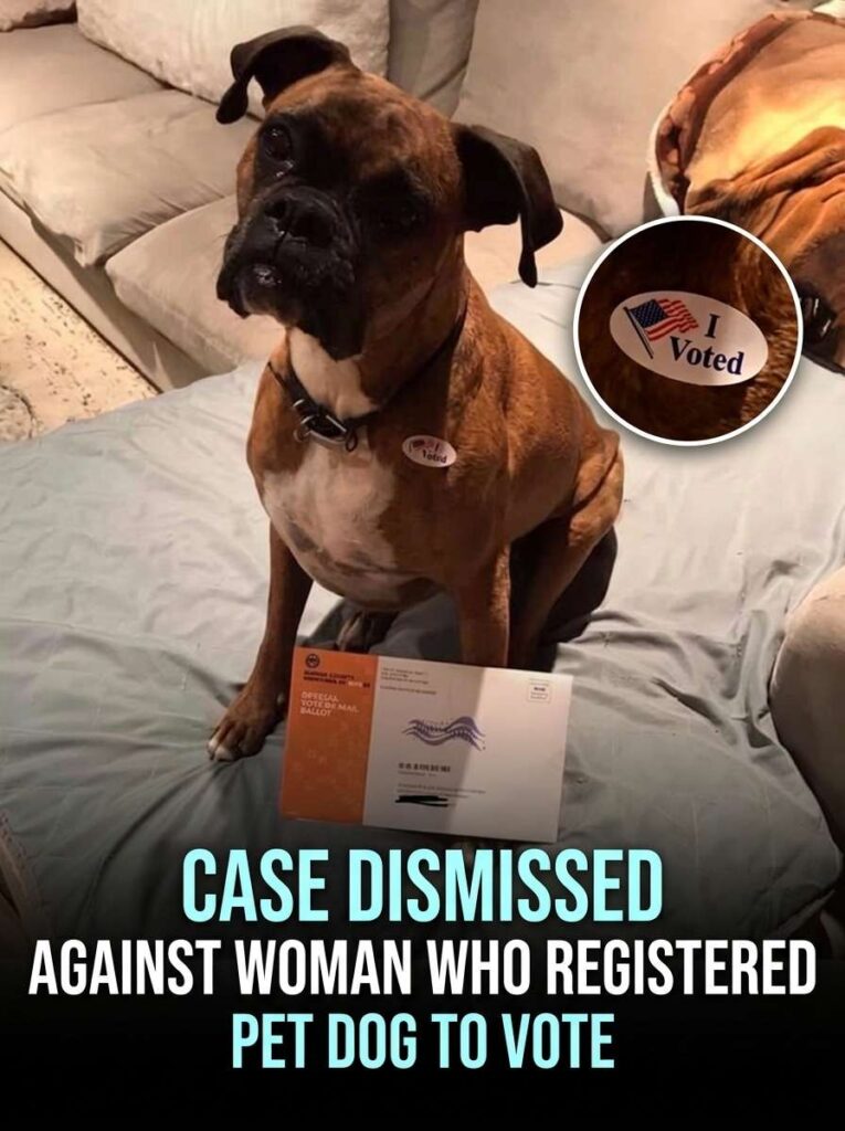 Dog registered to vote case 20261016172705 1