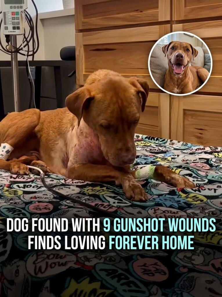 Dog rescued finds forever home 20261015190421 1