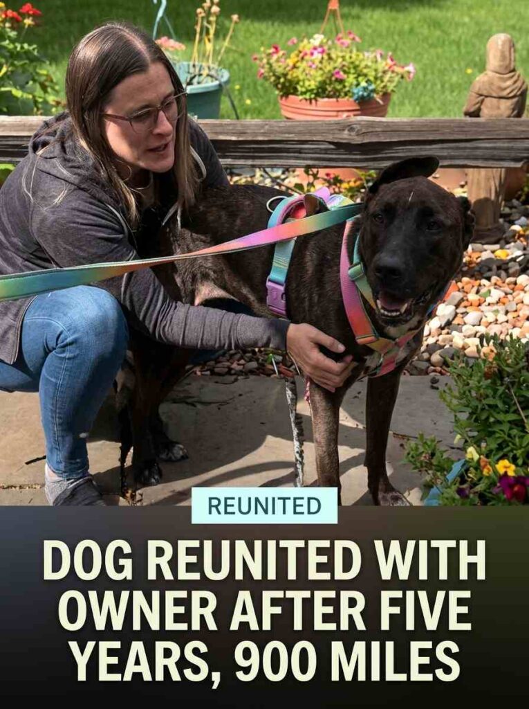 Dog reunited with owner 20261005130010 1
