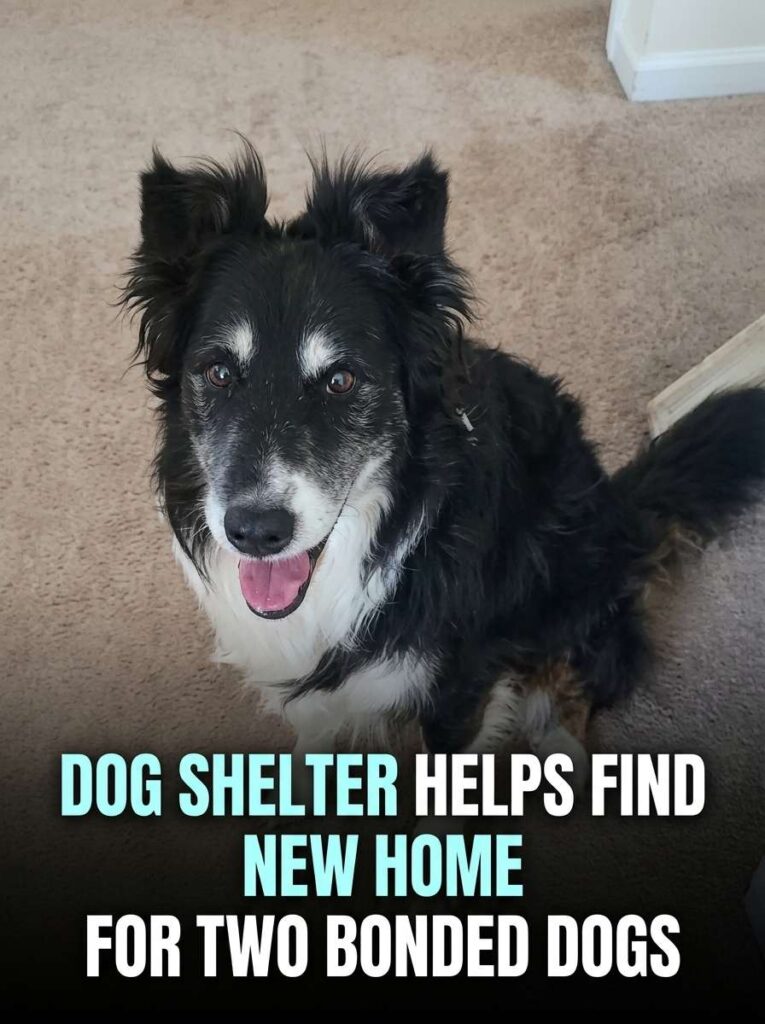 Dog shelter helps find home 20261020104144 1