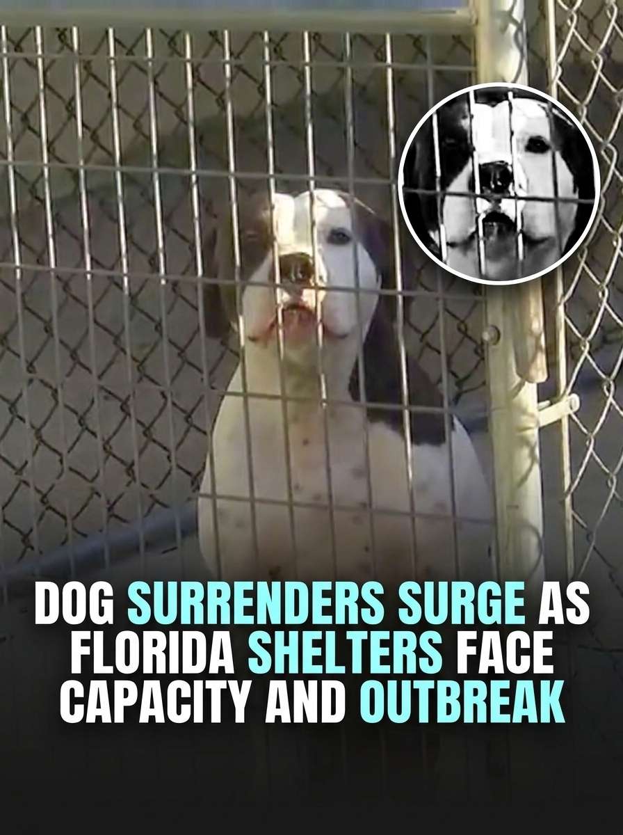 Dog surrenders surge at shelters 20261014224032 1