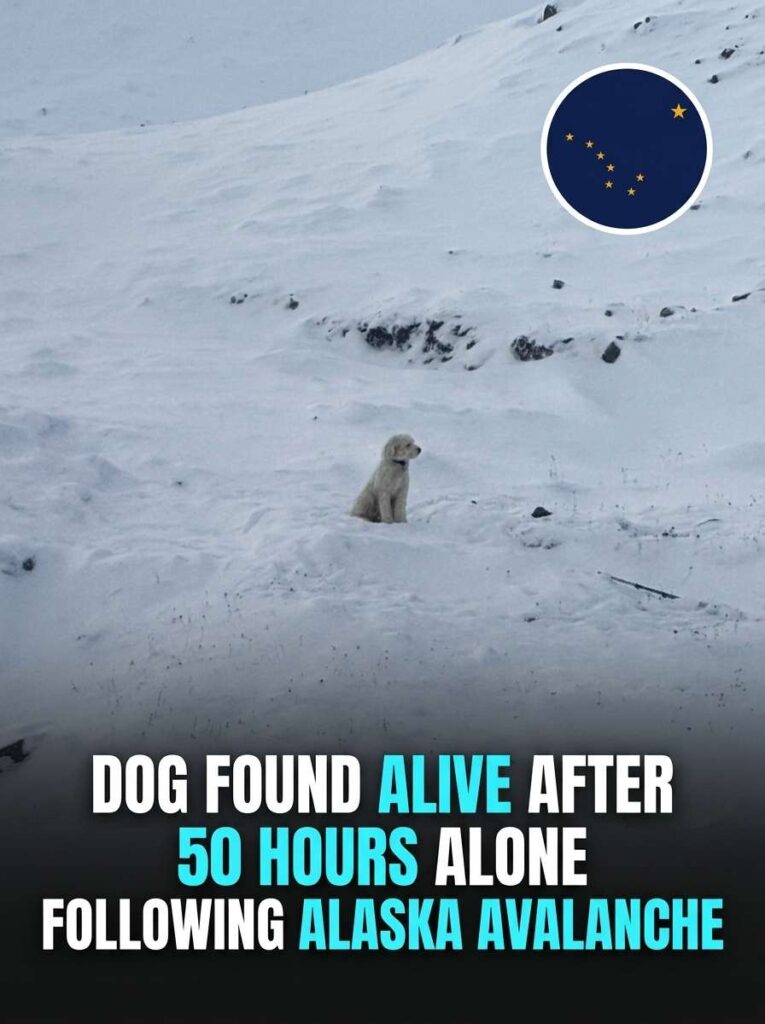 Dog surviving avalanche in Alaska 20261014110150 1