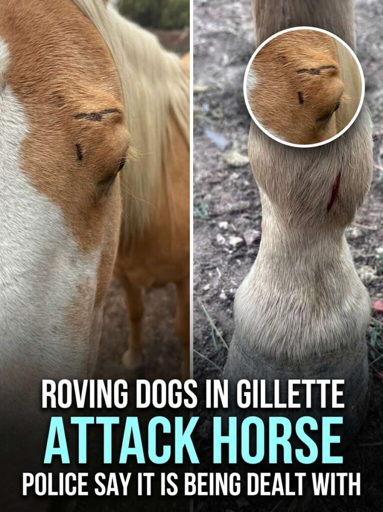 Dogs attack horse in Gillette 20261016171506 1