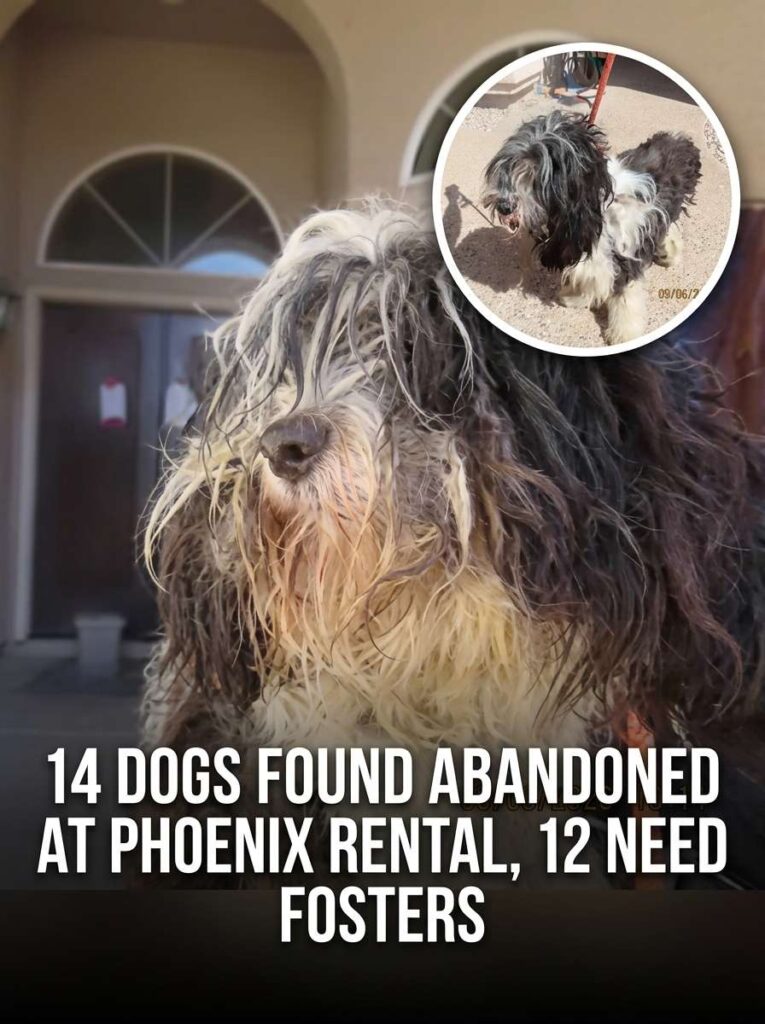 Dogs found abandoned need fosters 20261004143643 1