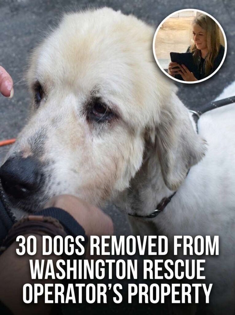 Dogs removed from rescue property 20261009112841 1
