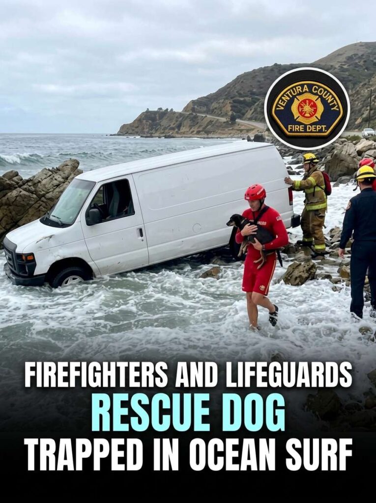 Firefighters and lifeguards resc… 20261021161211 1
