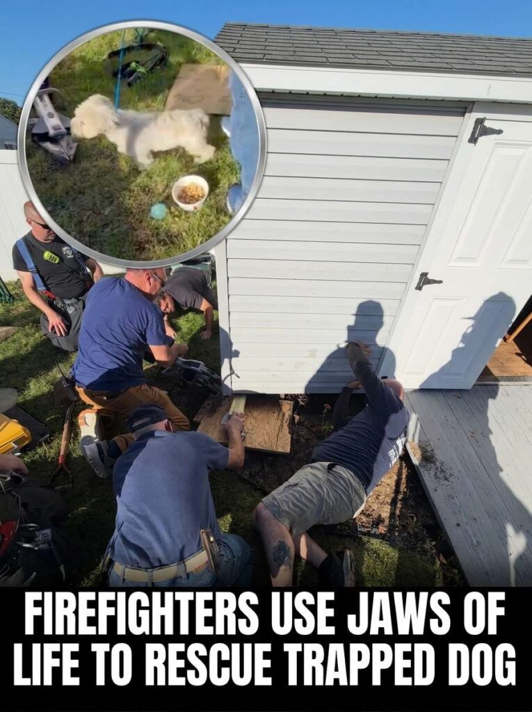 Firefighters rescue trapped dog 20261012133227 1