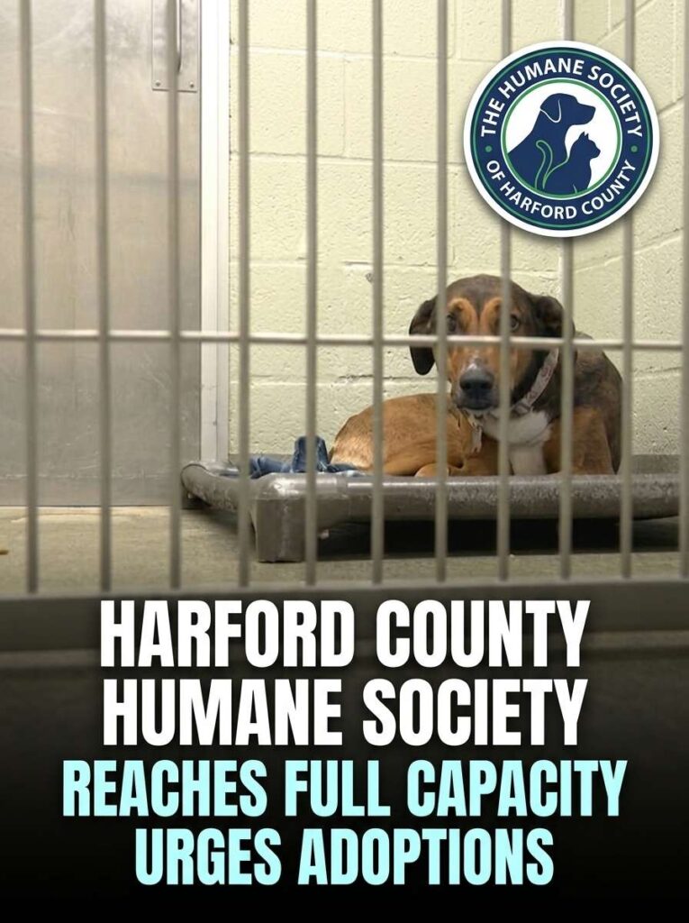 Harford County Humane Society re… 20261021160702 1