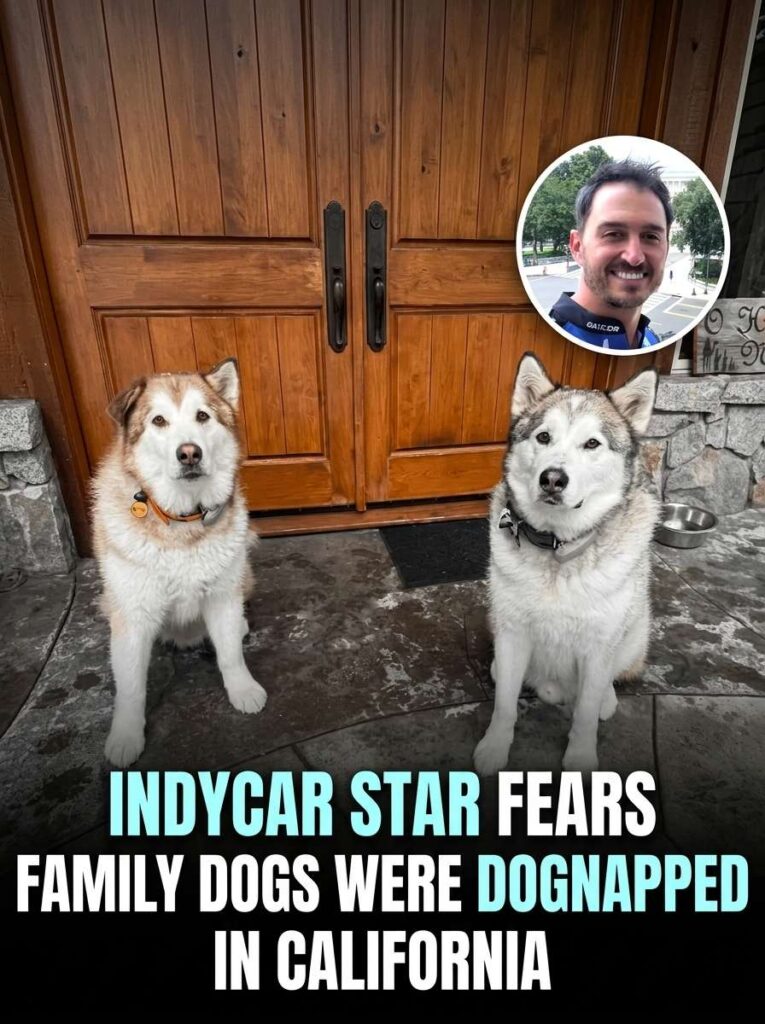 Indycar star fears dogs dognapped 20261016172426 1