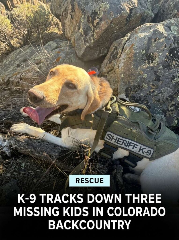 K 9 tracks missing kids 20261004143906 1