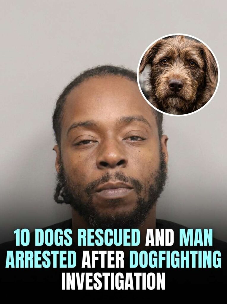 Man arrested after dogfighting i… 20261015120537 1