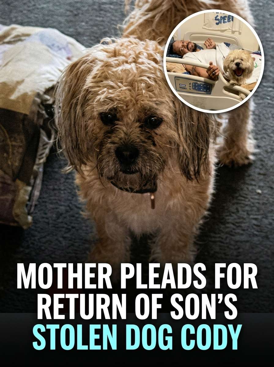 Mother pleads for stolen dog 20261021160454 1