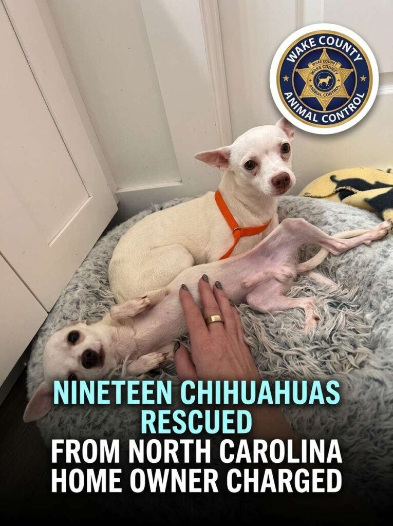 Nineteen chihuahuas rescued from… 20261024135708 1
