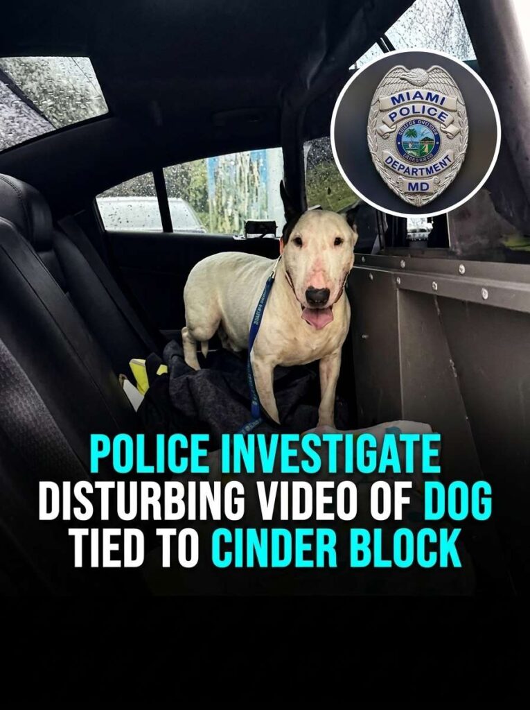 Police investigate dog video 20261014223443 1