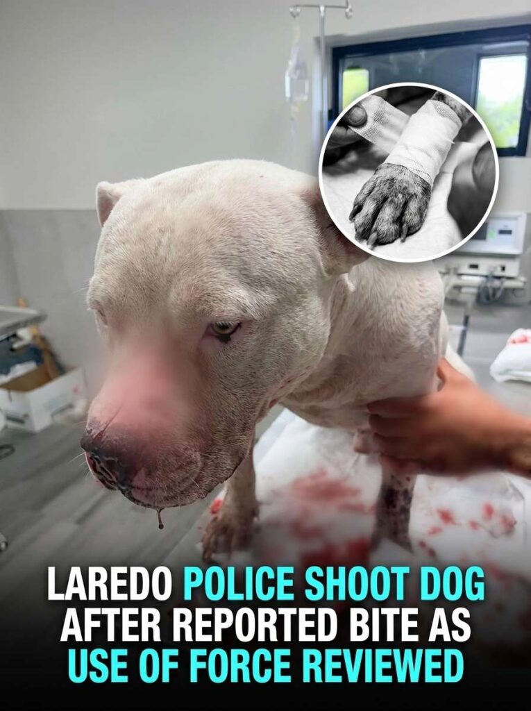 Police shoot dog in Laredo 20261015120240 1
