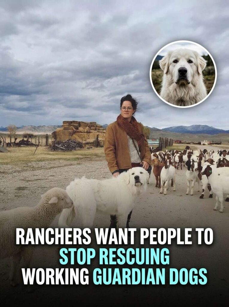 Ranchers want people to stop 20261016171127 1