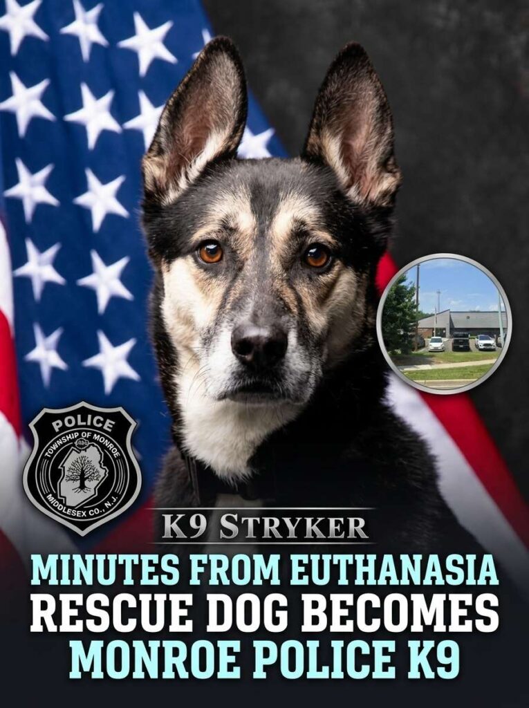Rescue dog becomes police K9 20261015190834 1