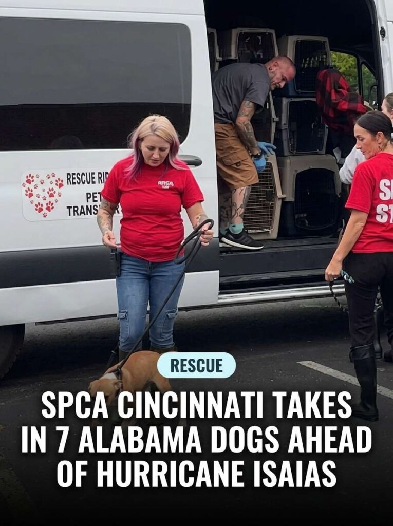 SPCA Cincinnati rescues Alabama … 20261013124503 1