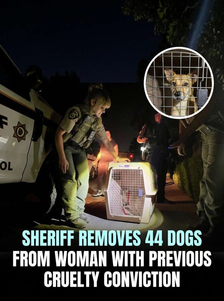 Sheriff removes dogs from woman 20261016172053 1