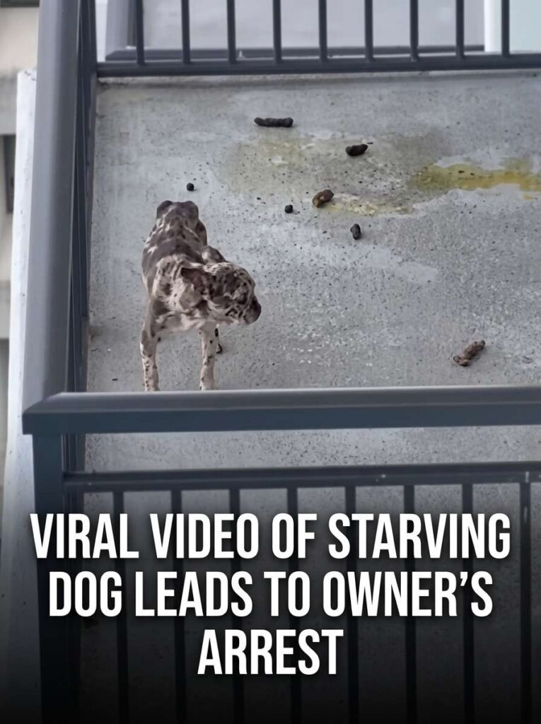 Viral video of starving dog 20261004154829 1