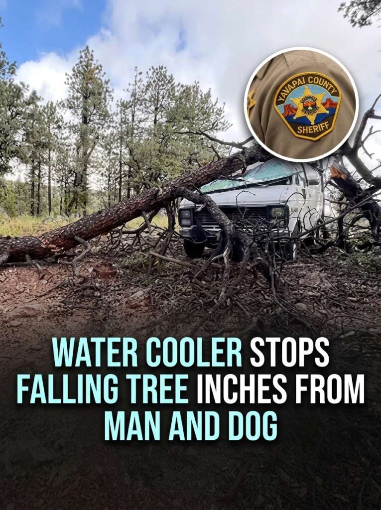 Water cooler stops falling tree 20261015191108 1
