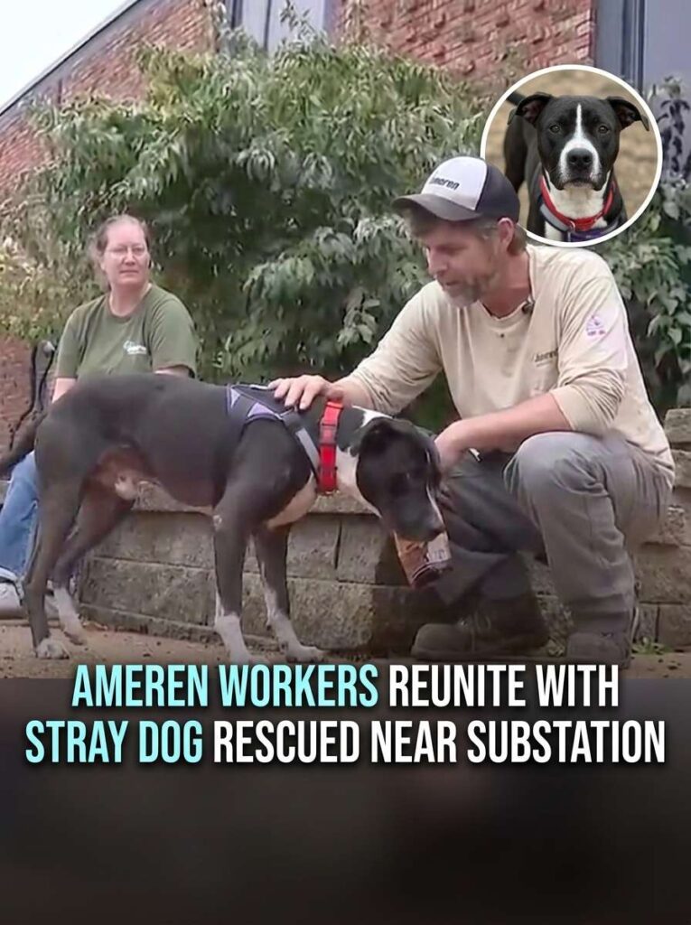 Worker rescues stray dog 20261016170756 1