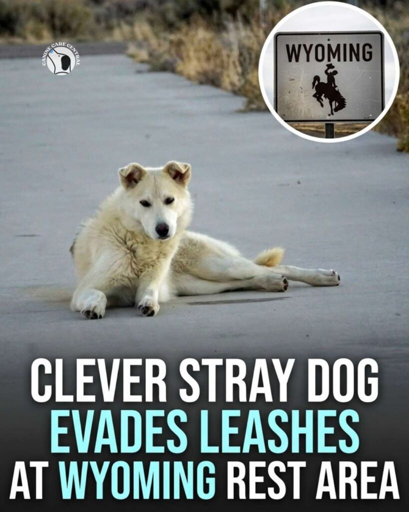 ccc pin template 45 i love all dogs 1 9