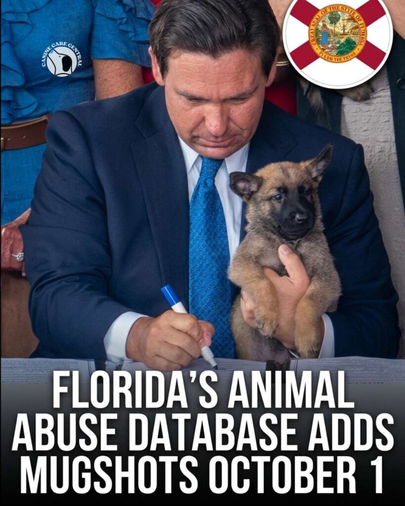 ccc pin template 45 i love all dogs 15 1