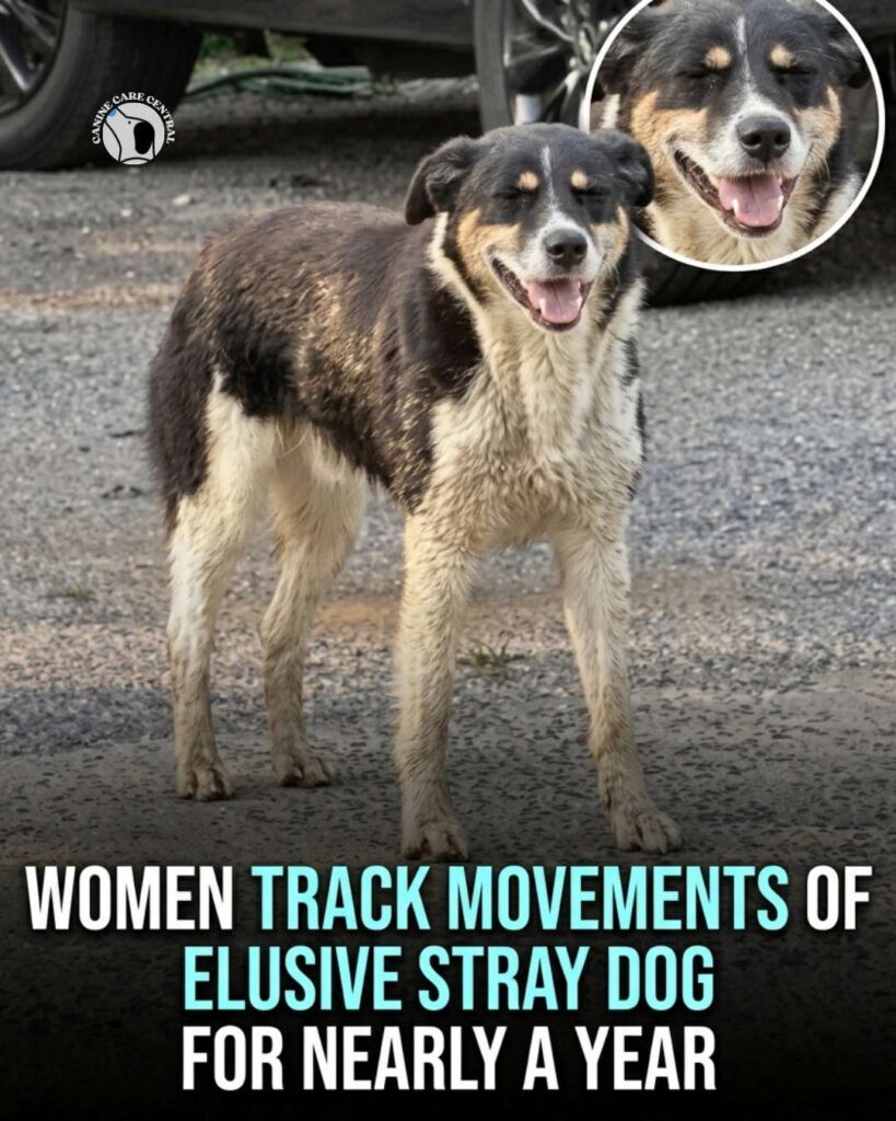 ccc pin template 45 i love all dogs 2 1 7