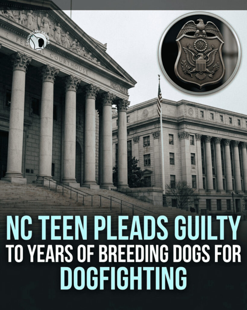 ccc pin template 45 i love all dogs 2