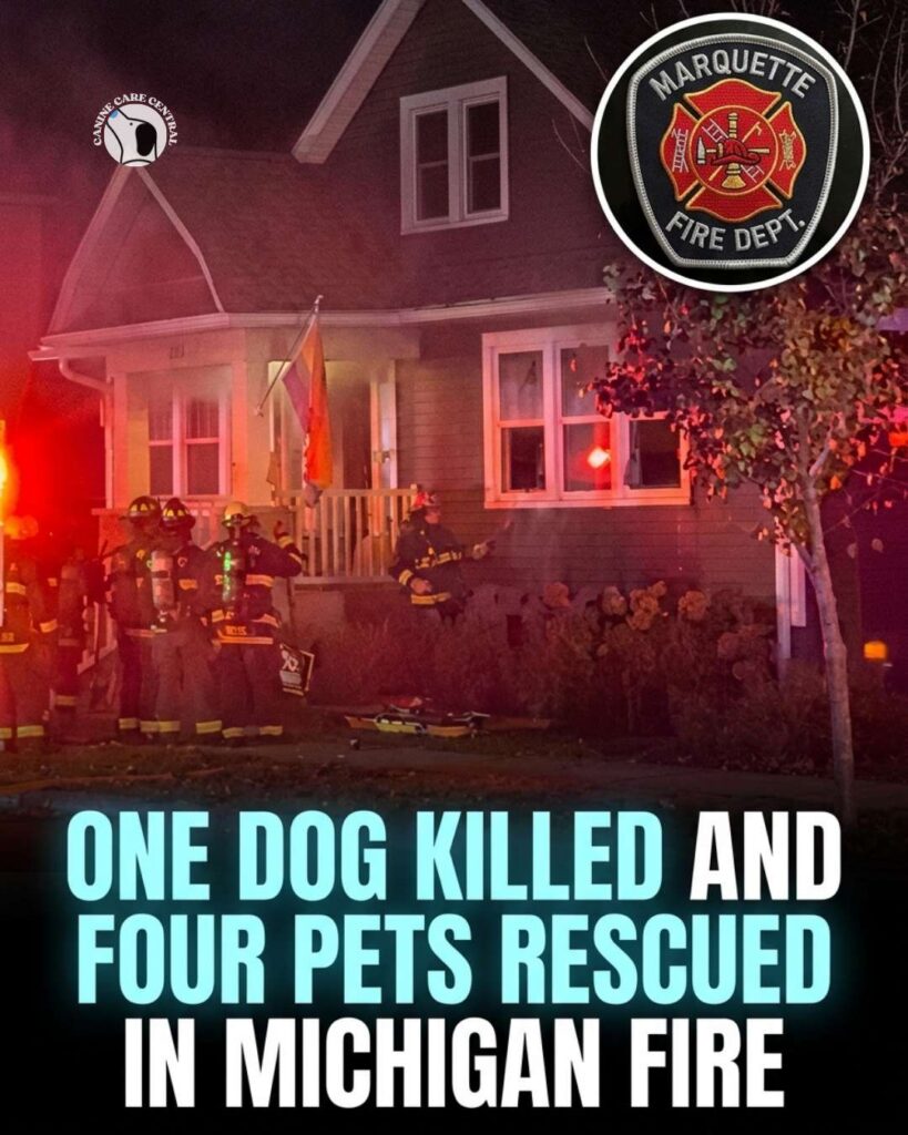 ccc pin template 45 i love all dogs 21 1