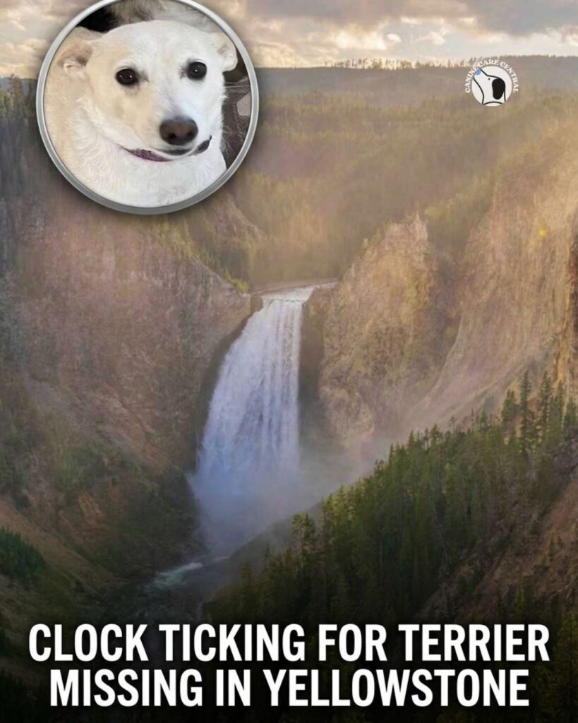 ccc pin template 45 i love all dogs 3 1 2
