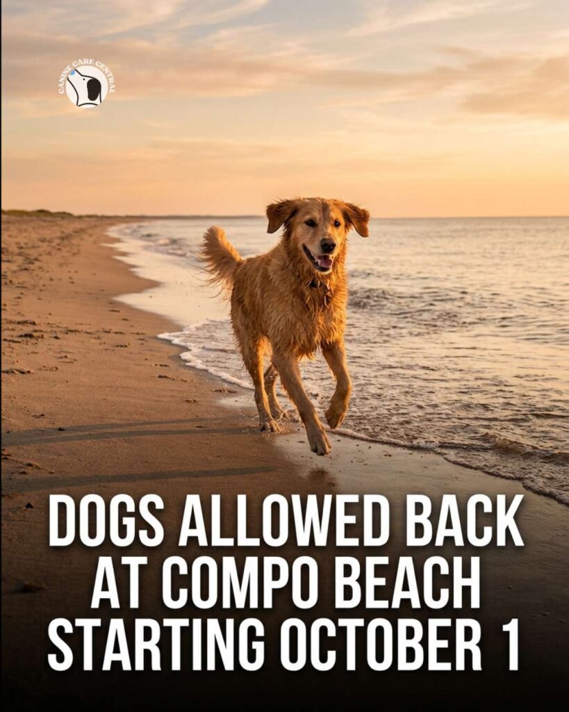 ccc pin template 45 i love all dogs 3 1