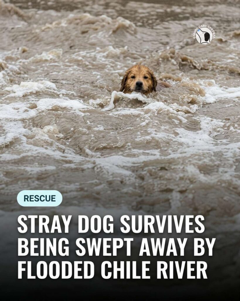 ccc pin template 45 i love all dogs 8 1