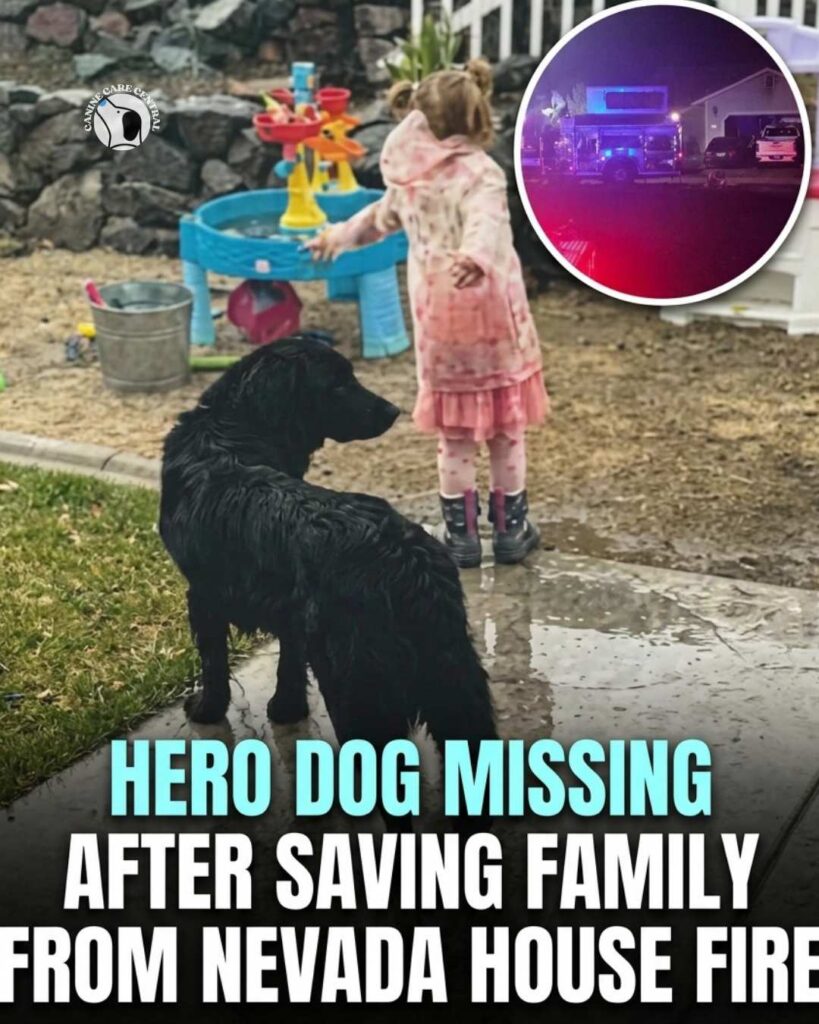 ccc pin template 45 i love all dogs 9 1 1